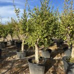 Granátovník púnsky (Punica Granatum) ´MOLLAR DE ELCHE´ - výška 180-200 cm, kont. C70L - EXEMPLÁR (-16°C)